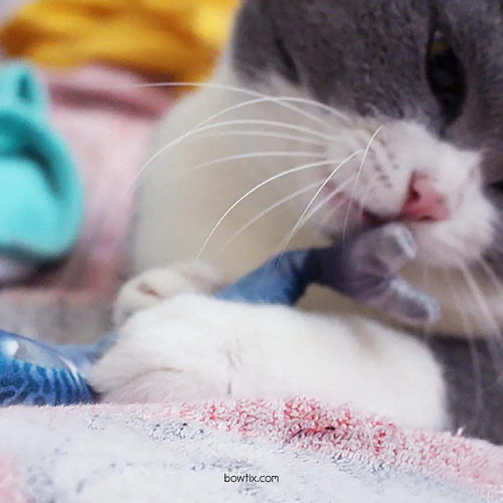 Bowtix Fish Market Catnip-Filled Cat Toy
