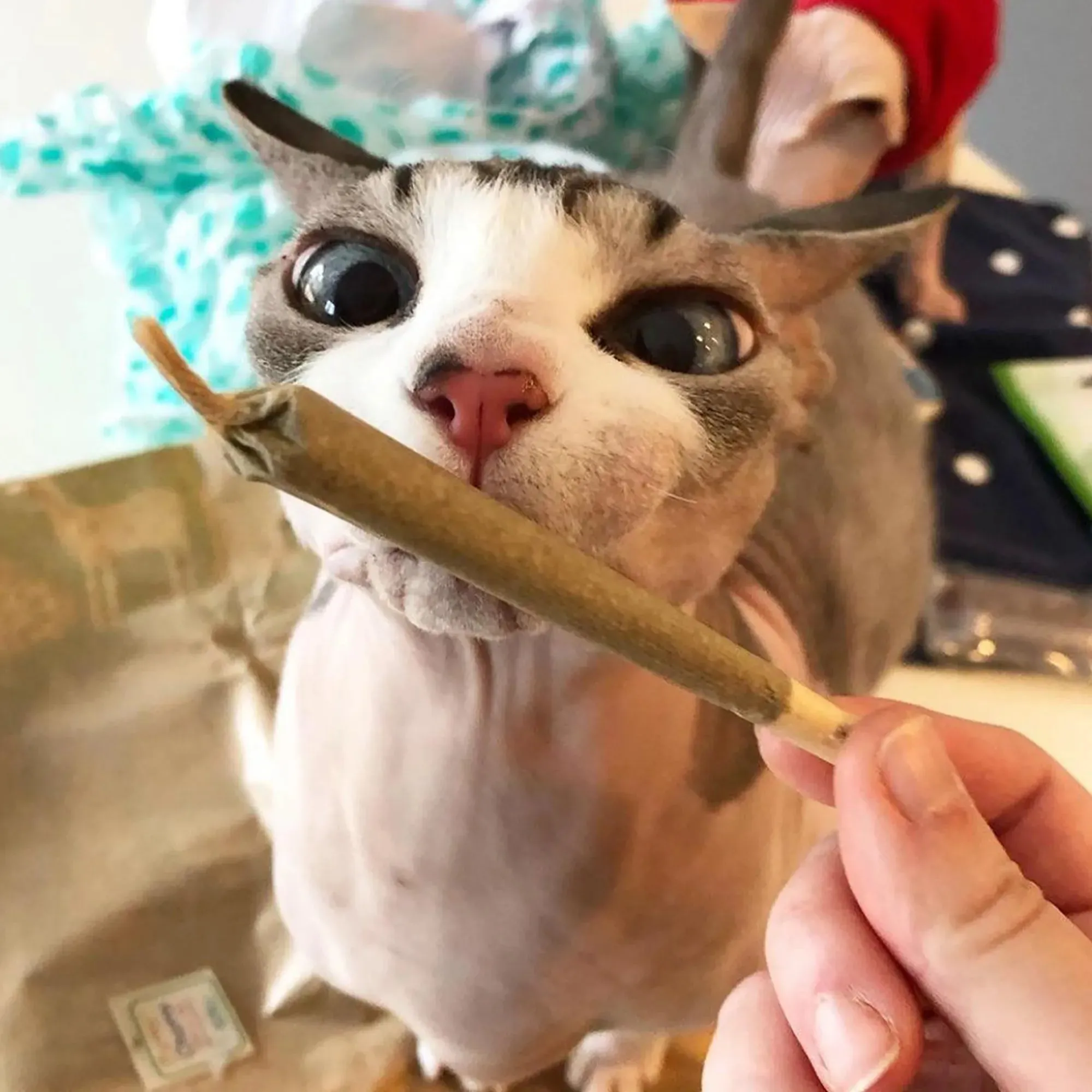 Catnibas® King Size Meowy J's