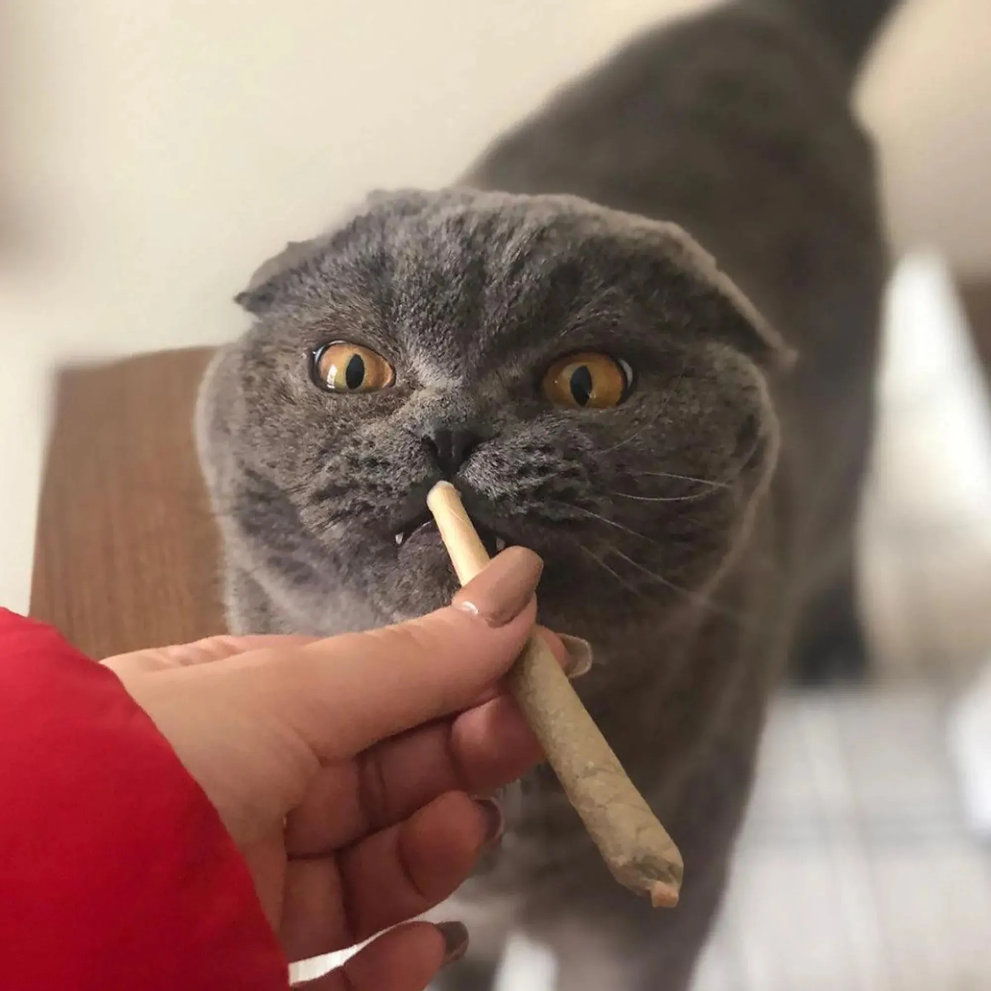 Catnibas® King Size Meowy J's