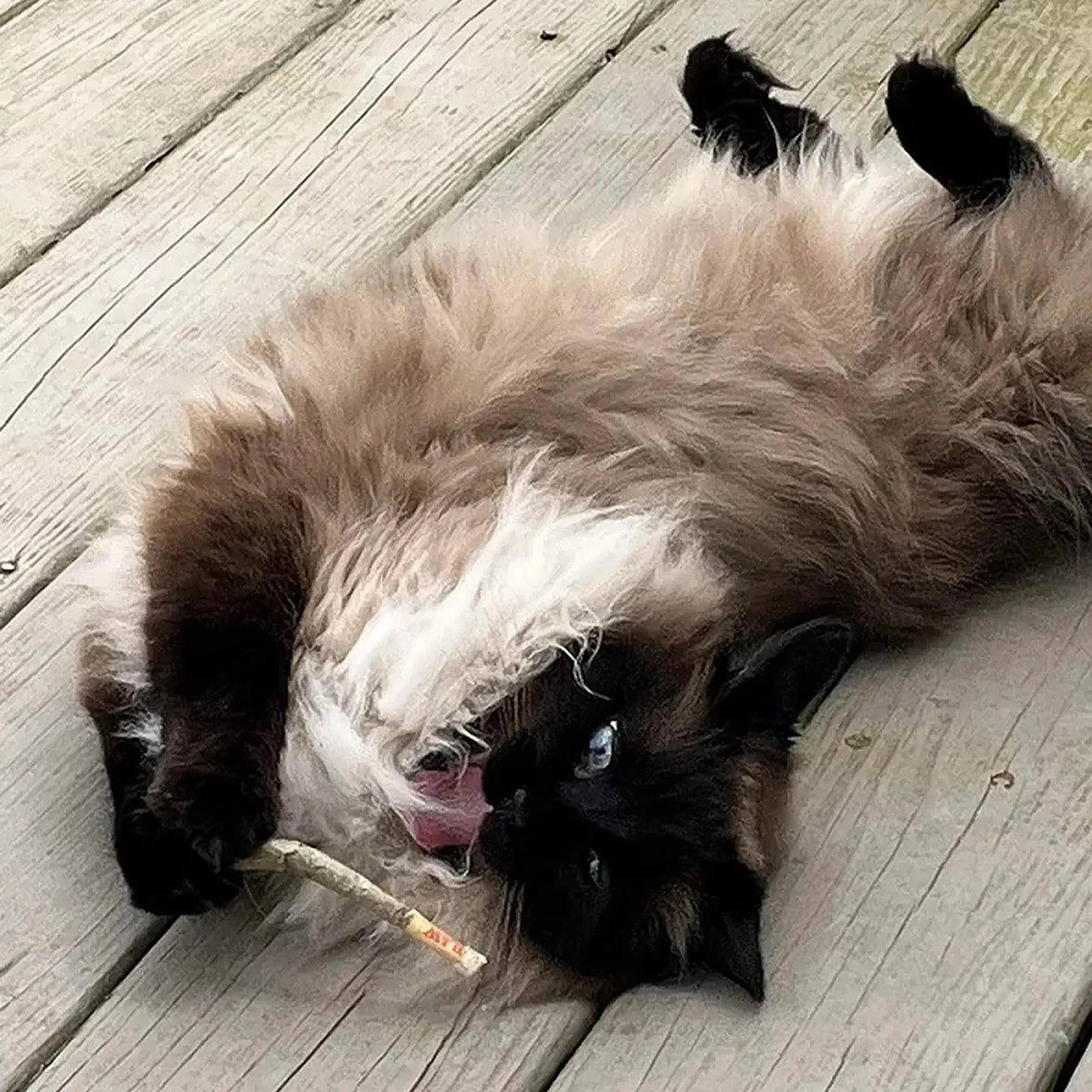 Catnibas® King Size Meowy J's
