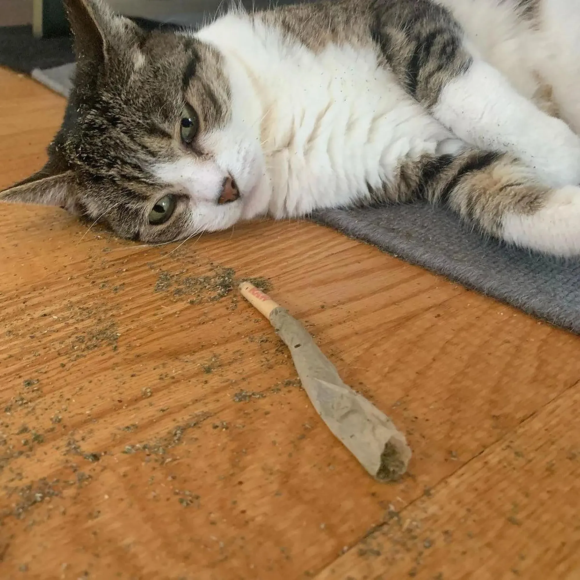 Catnibas® King Size Meowy J's